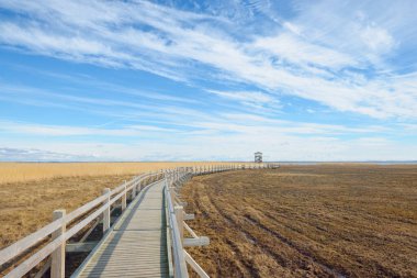 Hollanda 'nın güneşli bir bahar gününde, göldeki kuş izleme kulesine giden ahşap bir patika. Sığ su. Açık mavi gökyüzü ve sirrus bulutları. Çevre koruma teması