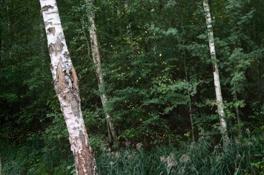 Yeşil yaprak döken bir ormanda huş ağaçları, yakın plan ağaç gövdeleri. - Letonya. Karanlık sonbahar sahnesi. Atmosferik manzara. Ormancılık, mevsimler, ekoloji, çevre koruma teması