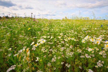 Yaban çiçekleri yakın plan. Çiçek açan papatya tarlasının panoramik görüntüsü. Dramatik bulut manzarası. Çiçek deseni. Setomaa, Estonya. Çevre koruma, bahçıvanlık, alternatif tıp, eko turizm