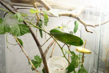 Eşsiz büyük yeşil çekirge (Tettigoniidae) Siliquofera grandis hayvanat bahçesi laboratuarında, yakın plan. Yeni Gine ve Avustralya 'nın böcek korunumu. Zooloji, entomoloji, çevre koruma, araştırma