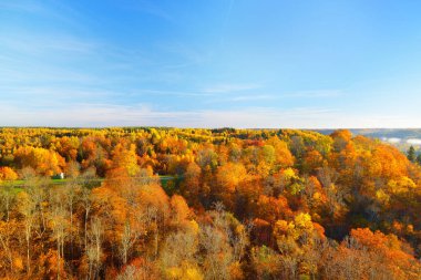 Renkli kırmızı, turuncu ve sarı ağaçların tepelerinin sabah sisi içinde kozalaklı bir ormanda nefes kesici panoramik manzarası. Peri sonbahar manzarası. Gauja Ulusal Parkı, Sigulda, Letonya