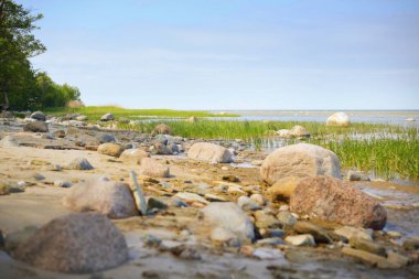 Güneşli bir günde Baltık Denizi 'nin kayalık kıyıları. Taşlar yakın plan. Yeşil orman, eğreltiotu, arka planda ağaç kütükleri. Ruhnu Adası, Estonya. Yaz tatilleri, seyahat, çevre koruma teması