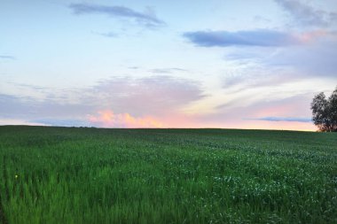 Yeşil tarlanın üzerinde destansı günbatımı gökyüzü. Almanya. Yağmurdan sonra dramatik bir şekilde parlayan renkli bulutlar. Saf altın akşam güneşi. Idyllic yaz kırsal kesim