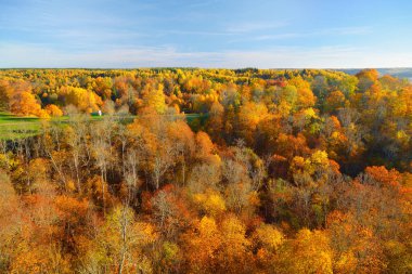 Renkli kırmızı, turuncu ve sarı ağaçların tepelerinin sabah sisi içinde kozalaklı bir ormanda nefes kesici panoramik manzarası. Peri sonbahar manzarası. Gauja Ulusal Parkı, Sigulda, Letonya