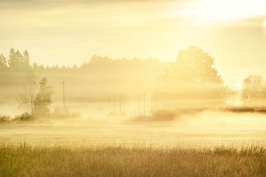 Altın kır arazisi ve yaprak döken orman güneş doğarken sabah sisi bulutları altında. Arka planda ağaç siluetleri var. Ilık güneş ışığı. Idyllic kırsal alanı