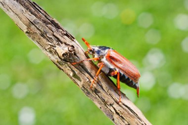 Cockchafer ya da May bug (Melolontha melolontha) ağaç dalından uçmaya hazırdır. Bokeh 'te yeşil orman bulanıklaştı. Böcek, zooloji, böcek bilimi, çevre koruma teması