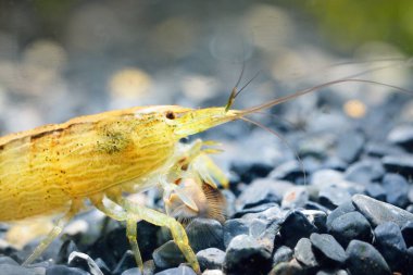 Akvaryumdaki Atiopsis cinsinden Güneydoğu Asya karidesi, yakın plan. Zooloji, karsinoloji, çevre koruma teması