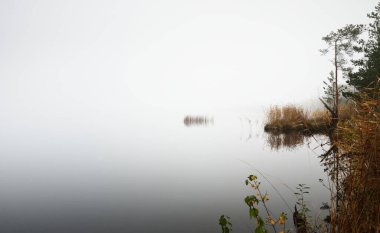 Yoğun bir siste orman gölü manzarası. Suyun simetri yansımaları. Yosun dolu ağaç gövdeleri ve bitkiler yakın plan. Sisli sonbahar manzarası. Karanlık peri masalı. Finlandiya