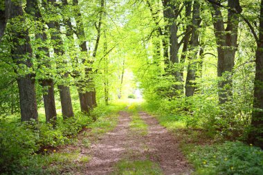 Açık bir günde yeşil yaz ormanı boyunca toprak bir yol, ağaç gövdeleri boyunca güneş ışığı. Çevre koruma, eğlence teması. Finlandiya