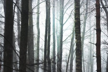 Uzun çam ağacı gövdeleri (kütükler) kalın beyaz bir köpek, koyu renk siluetler yakın plan. Grafiksel kaynaklar, doğal doku, kalıp, arkaplan