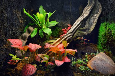 Hayvanat bahçesi, renkli bitkiler ve ağaç kütükleri olan teraryum. Zooloji, biyoloji, vahşi yaşam, çevre koruma, araştırma, eğitim teması