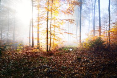 Renkli uzun kayın ağaçları. Kırmızı ve turuncu yapraklardan oluşan orman tabanı. Peri sonbahar manzarası. Ağaç gövdelerinde parlayan saf sabah güneşi. Heidelberg, Almanya