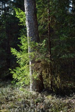 Eski bir yosunlu ladin yakın plan. Kozalaklı bir ormanda ağaç gövdelerinden güneş ışınları geçiyor. Yerdeki gölgeler. Baharın başında. Finlandiya