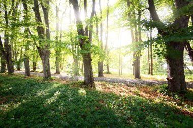 Açık bir yaz gününde bisiklet yolunun yanında yeşil bir çayır ve uzun yeşil ağaçlar. Ağaç gövdelerinden güneş ışığı, yerdeki gölgeler. Çevre koruma, eğlence teması. Riga, Letonya