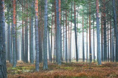 Gündoğumunda Evergreen Çam Ormanı. Sabah sisi. Ağaç gövdelerinden akan güneş ışığı. Yeşil yosun, liken ve yerdeki diğer bitkiler. Idyllic manzara. Finlandiya 'da çevre koruma