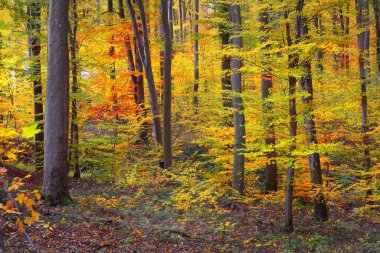 Renkli kayın ağaçları, ağaç gövdeleri, yakın plan. Idyllic sonbahar manzarası. Yeşil, kırmızı, turuncu ve sarı yapraklar. Doğal desen. Çevre koruma teması. Heidelberg, Almanya