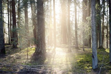 Güneş ışığı kozalaklı bir ormandaki eski yosunlu çam ağaçlarının gövdelerinden akıyor. Baharın başında. Finlandiya