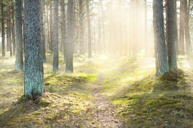 Kozalaklı ormanda bir patika, yakın çam ağaçları, yerde yosunlar. Ağaç gövdelerinden güneş ışınları geçiyor. Baharın başında. Letonya