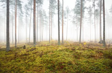 Sisli sonbahar ormanının panoramik manzarası. Yeşil çimenler, yerde kırmızı ve turuncu yapraklar, çalılar, bitkiler, uzun yosunlu çam ağaçlarının gövdeleri. Finlandiya 'da çevre koruma