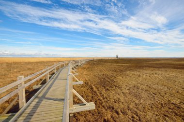 Hollanda 'nın güneşli bir bahar gününde, göldeki kuş izleme kulesine giden ahşap bir patika. Sığ su. Açık mavi gökyüzü ve sirrus bulutları. Çevre koruma teması