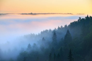 Sabah sisi bulutları arasında köknar ağacı ormanının ve nehrin nefes kesici manzarası. Peri sonbahar manzarası. Gauja Ulusal Parkı, Sigulda, Letonya