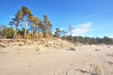 Güneşli bir yaz gününde, Letonya 'nın Baltık Denizi kıyısında. Kum tepeleri ve eski çam ağaçları. Idyllic deniz manzarası. Tatiller, seyahat noktaları, iklim değişikliği ve küresel ısınma kavramları