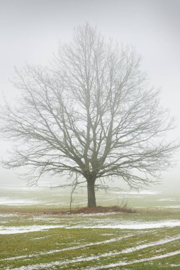 Kır arazisi ve yaprakları olmayan yalnız bir meşe ağacı kalın bir siste, yakın planda kasvetli gökyüzüne karşı. Koyu renk siluet. Sanat, monokrom, grafik minimalizm, yalnızlık, sessizlik, fantezi