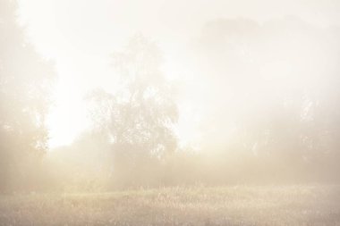 Gün doğumunda orman çayırında. Saf sabah ışığı, güneş ışınları, sis, sis. Altın dikenler yakın plan. Valmiera, Letonya. Atmosferik manzara. Doğa, çevre koruma, ekoloji