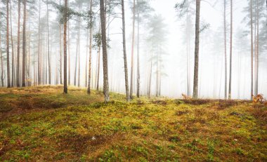 Sisli sonbahar ormanının panoramik manzarası. Yeşil çimenler, yerde kırmızı ve turuncu yapraklar, çalılar, bitkiler, uzun yosunlu çam ağaçlarının gövdeleri. Finlandiya 'da çevre koruma