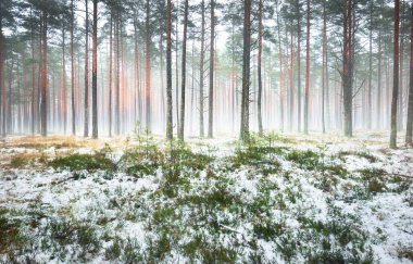 Sisli sonbahar ormanındaki ilk kar. Yeşil çimenler, yerde kırmızı ve turuncu yapraklar, uzun yosunlu çam ağaçlarının gövdeleri. Finlandiya
