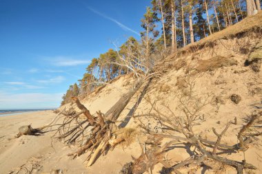 Güneşli bir yaz gününde, Letonya 'nın Baltık Denizi kıyısında. Kum tepeleri ve eski çam ağaçları. Idyllic deniz manzarası. Tatiller, seyahat noktaları, iklim değişikliği ve küresel ısınma kavramları