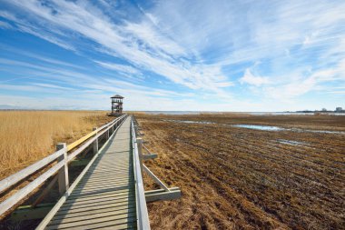 Hollanda 'nın güneşli bir bahar gününde, göldeki kuş izleme kulesine giden ahşap bir patika. Sığ su. Açık mavi gökyüzü ve sirrus bulutları. Çevre koruma teması