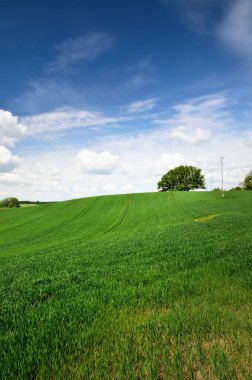 Açık mavi gökyüzünün altındaki yeşil tarlalar. Bulutlar. Idyllic kırsal kesim. Resimli panoramik manzara. Seyahat noktaları, tatiller, ekoloji, turizm, çevre, çiftlik, tarım, tarım