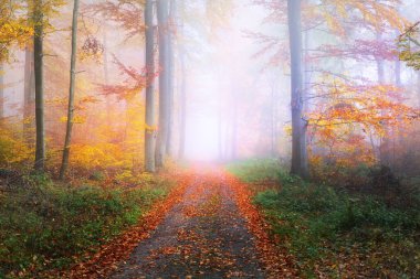 Altın yosunlu kayın ağaçlarından geçen bir patika. Kırmızı ve turuncu yapraklardan oluşan orman tabanı. Peri sonbahar manzarası. Ağaç gövdelerinde saf güneş ışığı. Doğal tünel. Heidelberg, Almanya