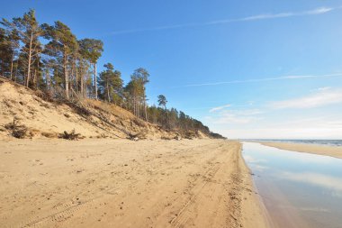 Güneşli bir yaz gününde, Letonya 'nın Baltık Denizi kıyısında. Kum tepeleri ve eski çam ağaçları. Idyllic deniz manzarası. Tatiller, seyahat noktaları, iklim değişikliği ve küresel ısınma kavramları
