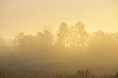 Altın kır arazisi ve yaprak döken orman güneş doğarken sabah sisi bulutları altında. Arka planda ağaç siluetleri var. Ilık güneş ışığı. Idyllic kırsal alanı