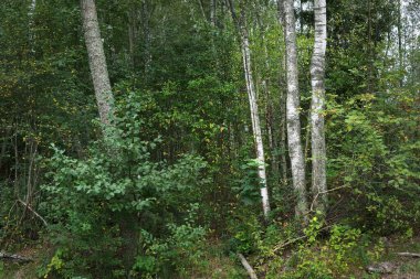 Yeşil yaprak döken bir ormanda huş ağaçları, yakın plan ağaç gövdeleri. - Letonya. Karanlık sonbahar sahnesi. Atmosferik manzara. Ormancılık, mevsimler, ekoloji, çevre koruma teması