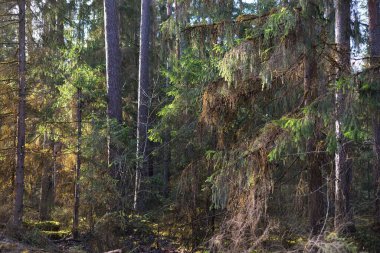 Eski bir yosunlu ladin yakın plan. Kozalaklı bir ormanda ağaç gövdelerinden güneş ışınları geçiyor. Yerdeki gölgeler. Baharın başında. Finlandiya