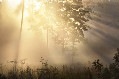 Güneşin doğuşunda esrarengiz yeşil orman. Altın güneş ışığı, güneş ışığı, sis, sis. Çam ve köknar ağaçları yakın plan. Ağaç gövdelerinden akan ışık. Resimli bir manzara var. Idyllic manzara. Saf doğa.