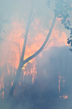 Kır evinin harabeleri, çitler ve alevler içindeki eski ağaçlar. Ateş ve duman dokusu yakın çekim. Yazın orman yangınları. Mevsimler, ekoloji, ekolojik sorun, çevresel hasar, felaket, tehlike