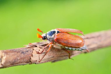 Cockchafer ya da May bug (Melolontha melolontha) ağaç dalından uçmaya hazırdır. Bokeh 'te yeşil orman bulanıklaştı. Böcek, zooloji, böcek bilimi, çevre koruma teması