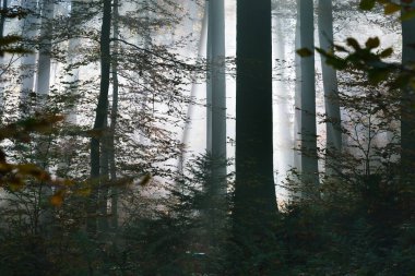Güneş ışınları kırmızı, turuncu ve sarı kayın ağaçlarının arasından akıyor. Yakın plan. Ormanda gizemli bir sabah sisi. Karanlık sonbahar manzarası. Heidelberg, Almanya