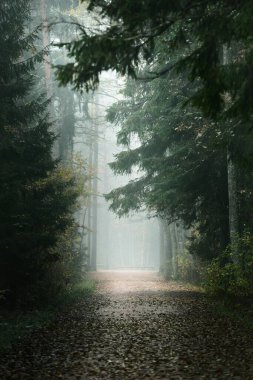 Uzun çam ağaçları arasında boş bir sokak ve sisli bir sabah ormanında köknar ağaçları. Doğal tünel. Huzurlu bir manzara. Letonya Kemeri Ulusal Parkı 'nda Çevre Koruma
