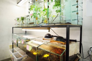Hayvanat bahçesi laboratuvarındaki böcek yuvası. Teraryum rafları, yakın plan özel ekipmanlar. Araştırma, eğitim, botanik, biyoloji, zooloji, entomoloji, herpetoloji, karsinoloji, çevre koruma teması