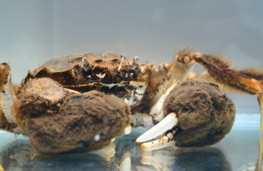 Eriocheir yengeci akvaryumda izole edilmiş, yakın plan. İstilacı türler, zooloji, biyoloji, karsinoloji, hayvanat bahçesi laboratuvarı, bilim, araştırma, eğitim, çevresel hasar ve koruma