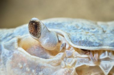 Albino nehir yengeci Potamon sp. Doğal çevrede, gözlere aşırı yakın. Zooloji, karsinoloji, çevre koruma teması