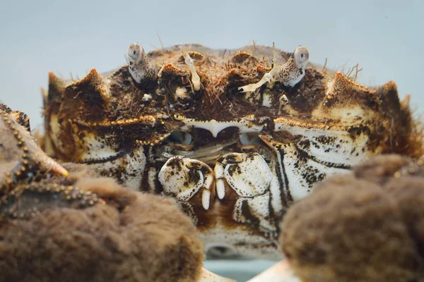 Krab Eriocheir Izolowany Akwarium Zbliżenie Gatunki Inwazyjne Zoologia Biologia Rakotwórczość — Zdjęcie stockowe