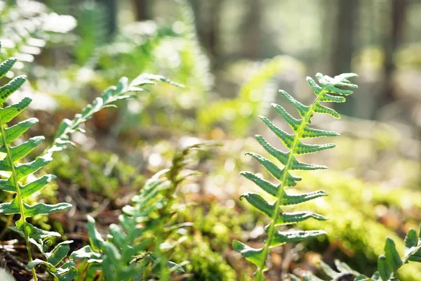 Jasnozielona Młoda Paproć Pozostawia Zbliżenie Wczesna Wiosna Wiecznie Zielonym Lesie — Zdjęcie stockowe