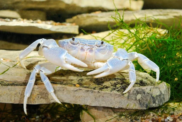 Albino River Crab Potamon Природному Середовищі Дуже Близько Кігтя Зоологія — стокове фото