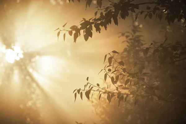 Golden Morning Sun Rays Flowing Tree Branches Sunrise Close Morning — Stock Photo, Image